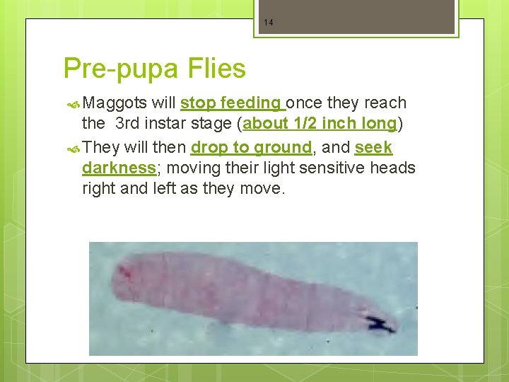 14 Pre-pupa Flies Maggots will stop feeding once they reach the 3 rd instar