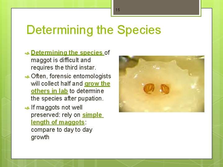 15 Determining the Species Determining the species of maggot is difficult and requires the