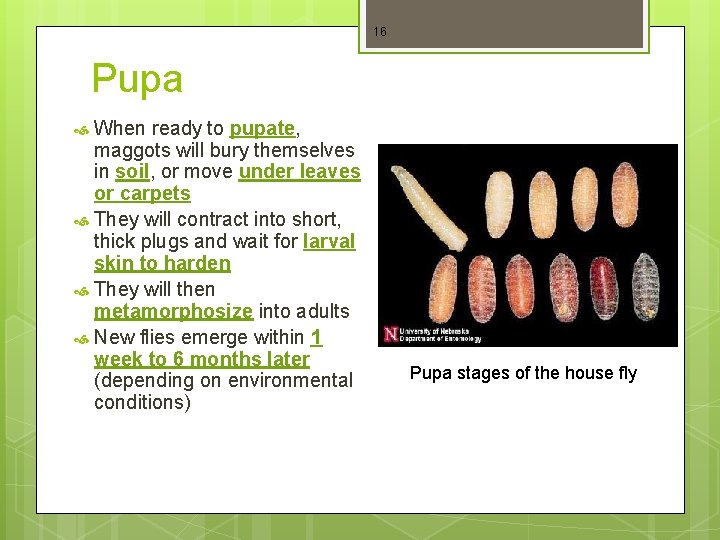 16 Pupa When ready to pupate, maggots will bury themselves in soil, or move