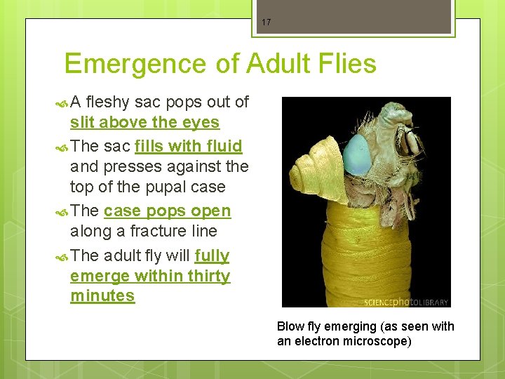 17 Emergence of Adult Flies A fleshy sac pops out of slit above the