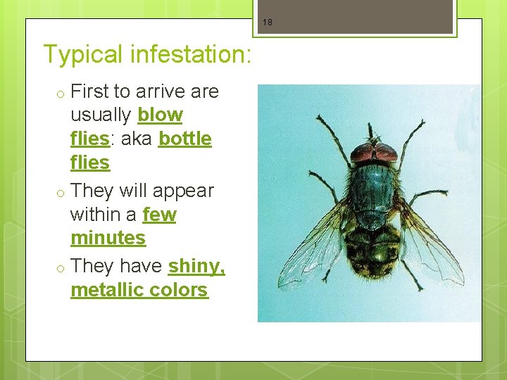 18 Typical infestation: o o o First to arrive are usually blow flies: aka