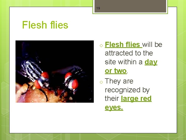 19 Flesh flies o o Flesh flies will be attracted to the site within