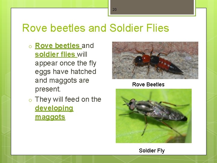 20 Rove beetles and Soldier Flies o o Rove beetles and soldier flies will