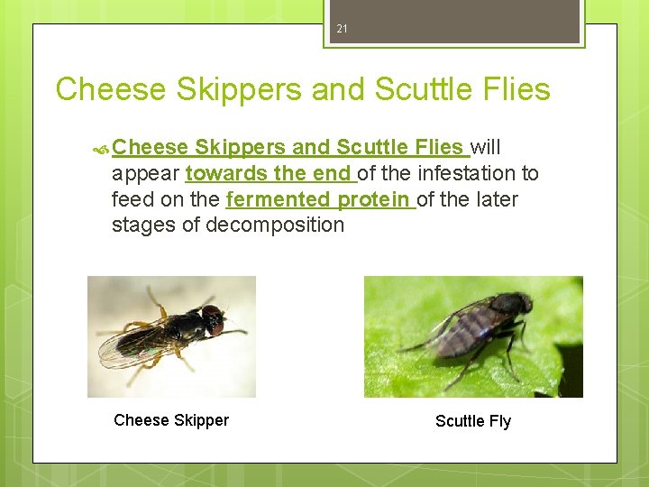 21 Cheese Skippers and Scuttle Flies will appear towards the end of the infestation