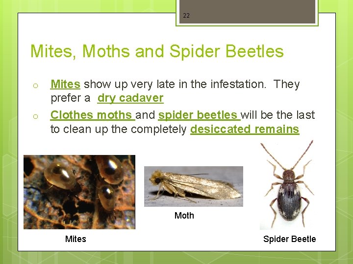 22 Mites, Moths and Spider Beetles o o Mites show up very late in