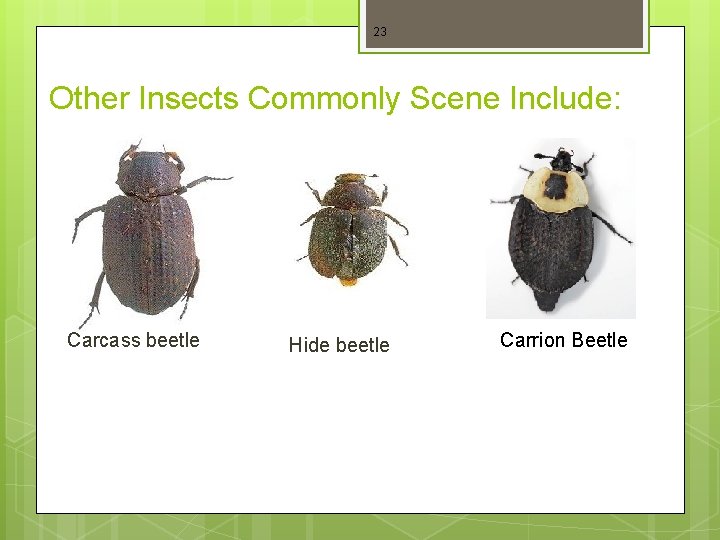 23 Other Insects Commonly Scene Include: Carcass beetle Hide beetle Carrion Beetle 