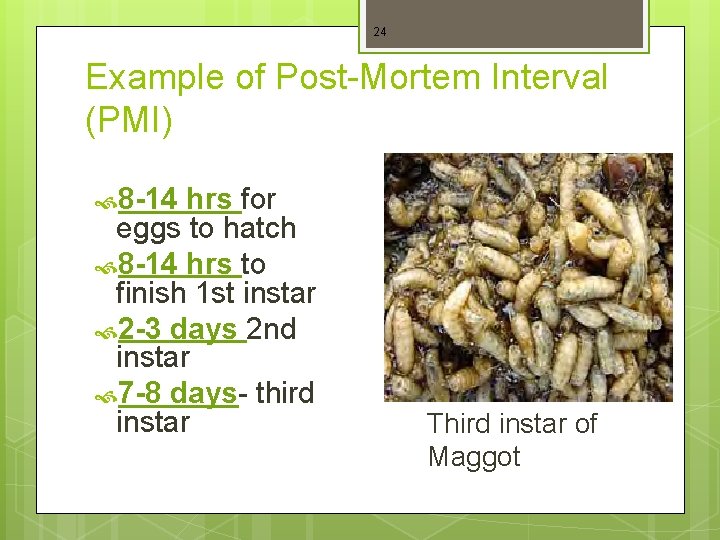 24 Example of Post-Mortem Interval (PMI) 8 -14 hrs for eggs to hatch 8