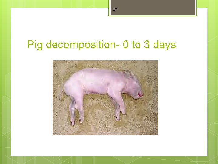 37 Pig decomposition- 0 to 3 days 