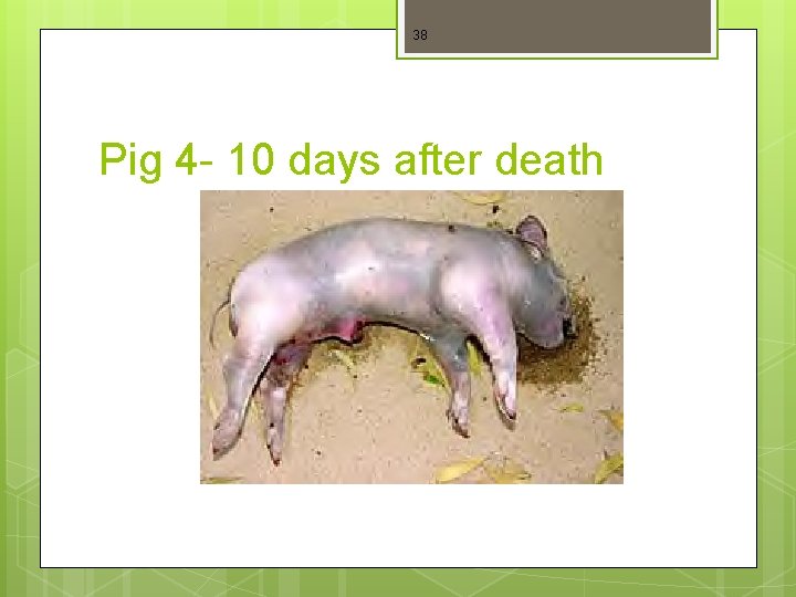 38 Pig 4 - 10 days after death 