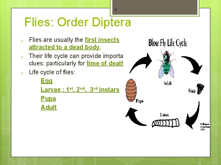 4 Flies: Order Diptera o o o Flies are usually the first insects attracted