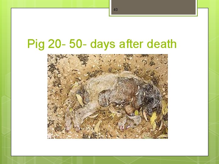 40 Pig 20 - 50 - days after death 