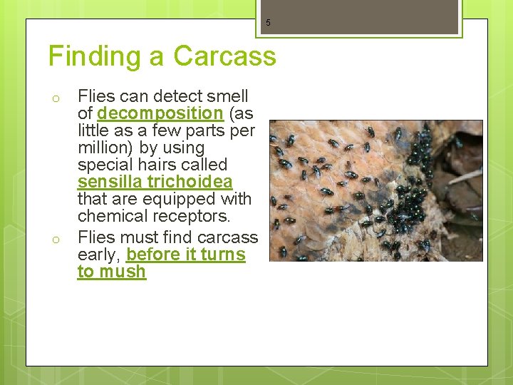 5 Finding a Carcass o o Flies can detect smell of decomposition (as little