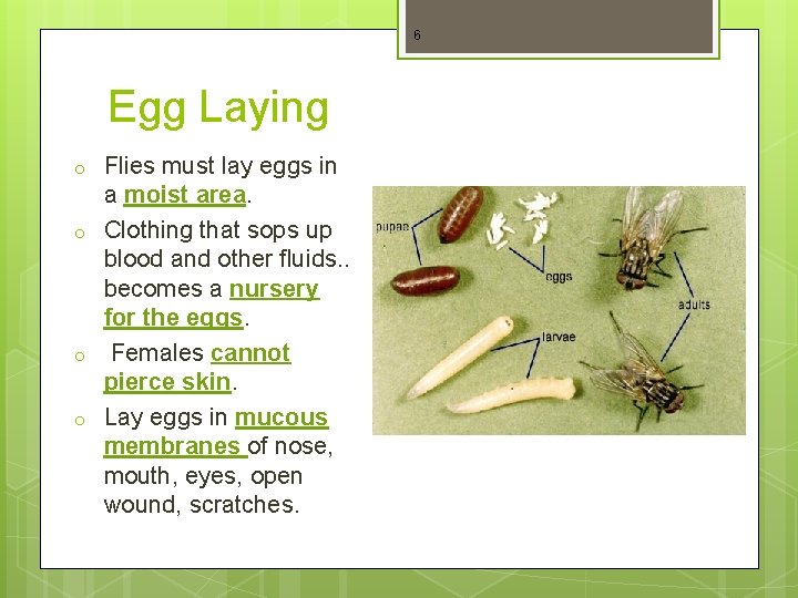 6 Egg Laying o o Flies must lay eggs in a moist area. Clothing