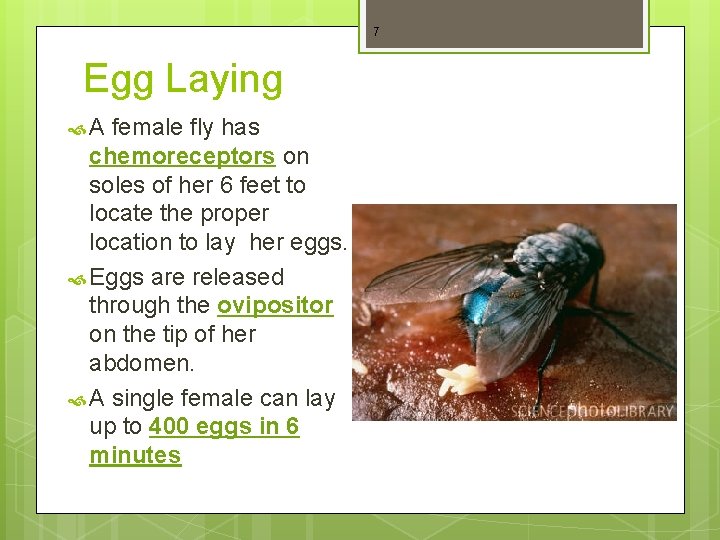 7 Egg Laying A female fly has chemoreceptors on soles of her 6 feet