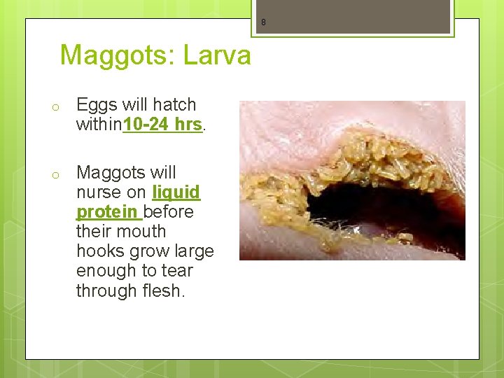 8 Maggots: Larva o Eggs will hatch within 10 -24 hrs. o Maggots will