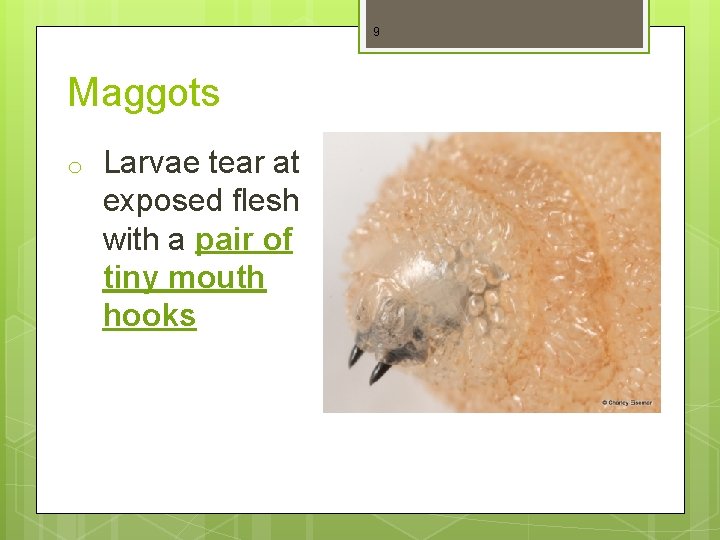 9 Maggots o Larvae tear at exposed flesh with a pair of tiny mouth