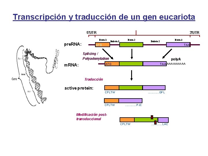 Transcripción y traducción de un gen eucariota 5'UTR 3'UTR Exon 1 pre. RNA: Intron