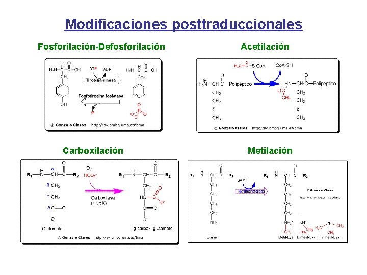 Modificaciones posttraduccionales Fosforilación-Defosforilación Carboxilación Acetilación Metilación 