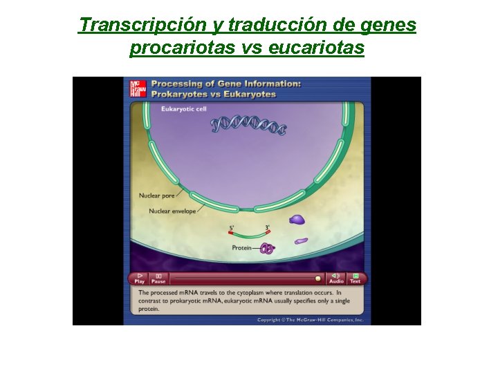 Transcripción y traducción de genes procariotas vs eucariotas 