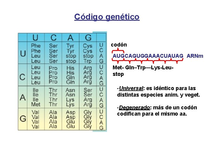 Código genético codón AUGCAGUGGAAACUAUAG ARNm Met- Gln–Trp—Lys-Leustop -Universal: es idéntico para las distintas especies