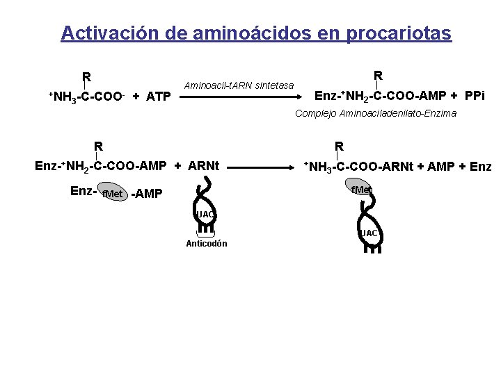 Activación de aminoácidos en procariotas R +NH 3 -C-COO- + ATP Aminoacil-t. ARN sintetasa