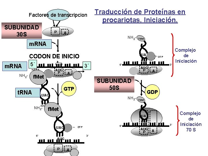 IF-1 Factores IF-3 de transcripcion SUBUNIDAD 30 SSubunidad 30 S P Traducción de Proteínas