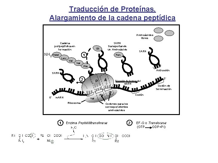 Traducción de Proteínas. Alargamiento de la cadena peptídica Aminoácidos libres Cadena polipeptídica en formación