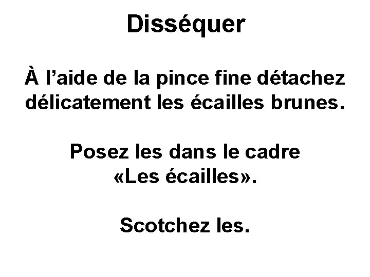 Disséquer À l’aide de la pince fine détachez délicatement les écailles brunes. Posez les Disséquer À l’aide de la pince fine détachez délicatement les écailles brunes. Posez les
