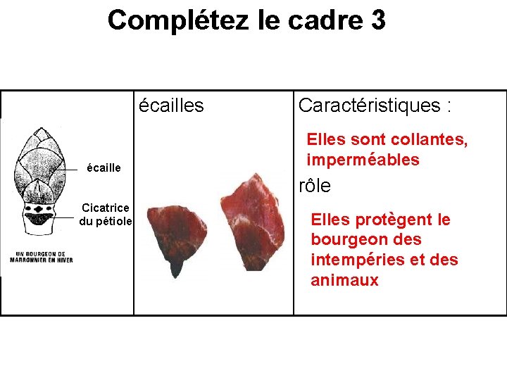 Complétez le cadre 3 écailles écaille Caractéristiques : Elles sont collantes, imperméables rôle Cicatrice Complétez le cadre 3 écailles écaille Caractéristiques : Elles sont collantes, imperméables rôle Cicatrice