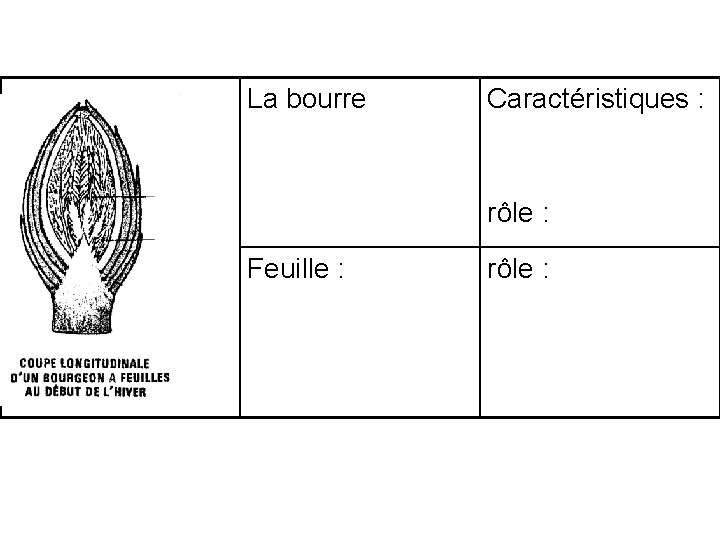 La bourre Caractéristiques : rôle : Feuille : rôle : La bourre Caractéristiques : rôle : Feuille : rôle :