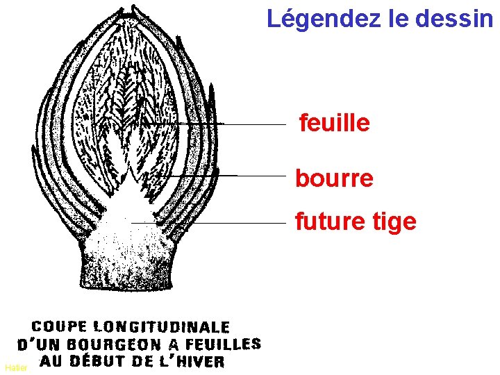 Légendez le dessin feuille bourre future tige Hatier Légendez le dessin feuille bourre future tige Hatier