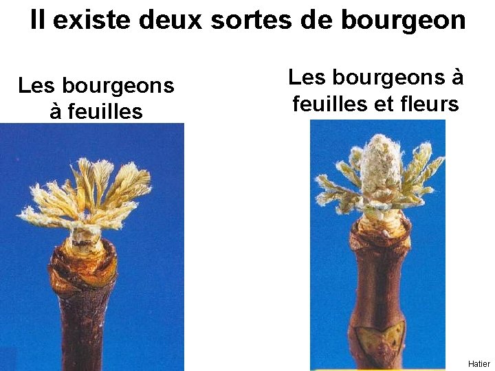 Il existe deux sortes de bourgeon Les bourgeons à feuilles et fleurs Hatier Il existe deux sortes de bourgeon Les bourgeons à feuilles et fleurs Hatier