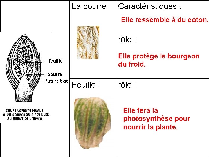 La bourre Caractéristiques : Elle ressemble à du coton. rôle : Elle protège le La bourre Caractéristiques : Elle ressemble à du coton. rôle : Elle protège le