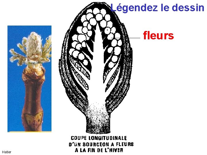 Légendez le dessin fleurs Hatier Légendez le dessin fleurs Hatier