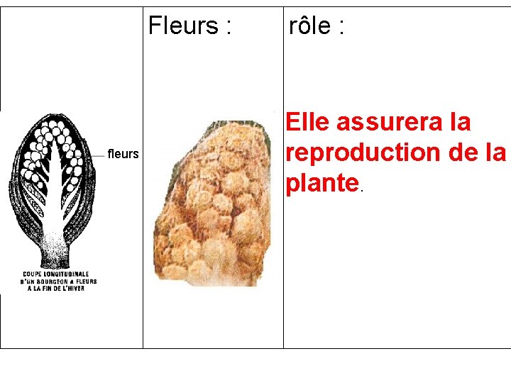 Fleurs : fleurs rôle : Elle assurera la reproduction de la plante. Fleurs : fleurs rôle : Elle assurera la reproduction de la plante.