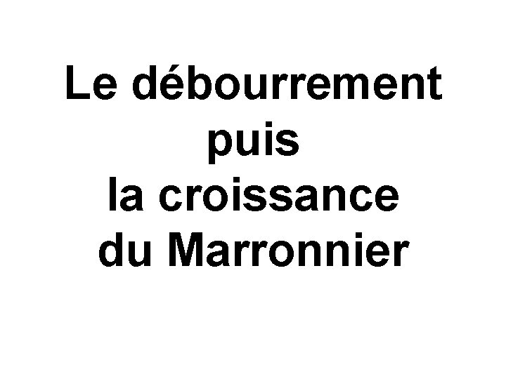 Le débourrement puis la croissance du Marronnier Le débourrement puis la croissance du Marronnier