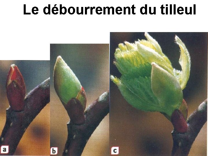 Le débourrement du tilleul Le débourrement du tilleul