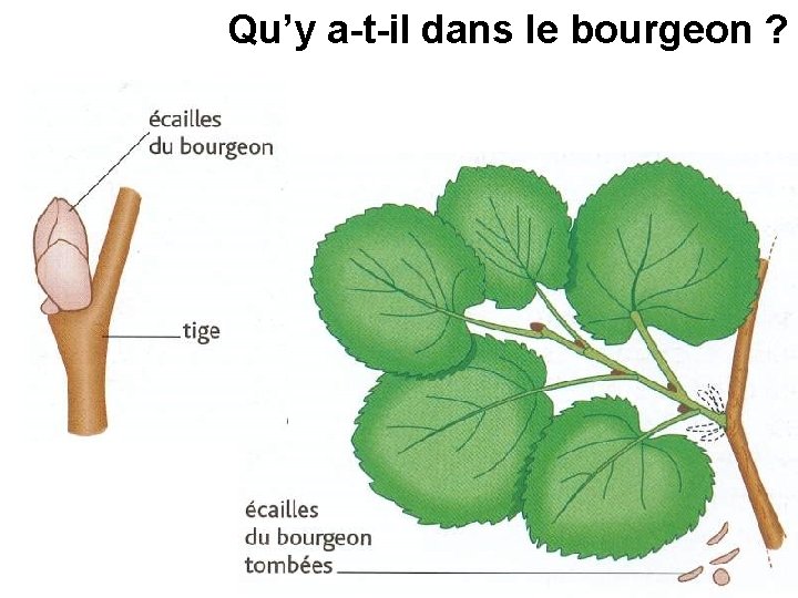 Qu’y a-t-il dans le bourgeon ? Qu’y a-t-il dans le bourgeon ?