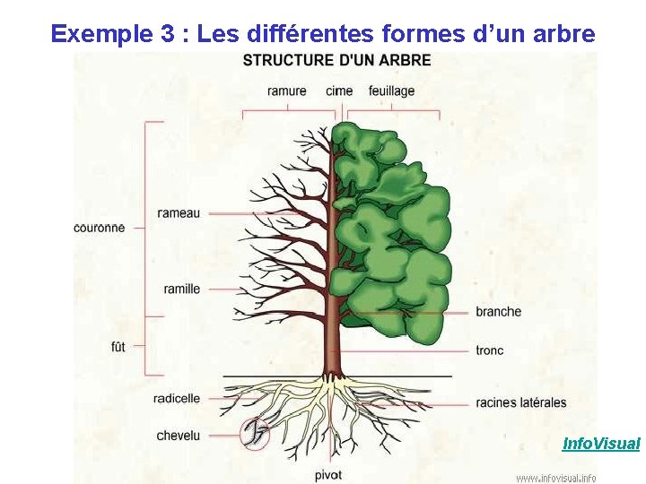 Exemple 3 : Les différentes formes d’un arbre Info. Visual Exemple 3 : Les différentes formes d’un arbre Info. Visual