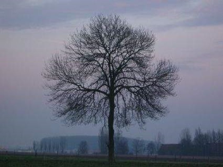 Les arbres au cours des saisons Les arbres au cours des saisons