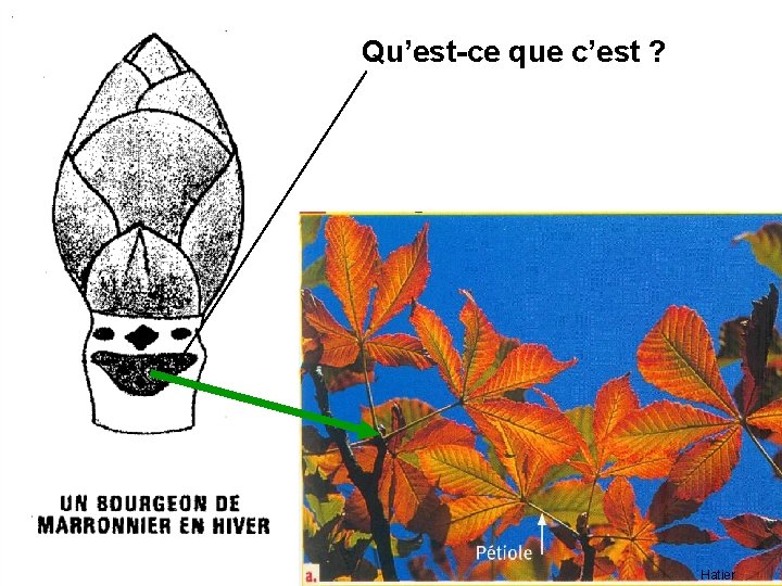 Qu’est-ce que c’est ? Hatier Qu’est-ce que c’est ? Hatier