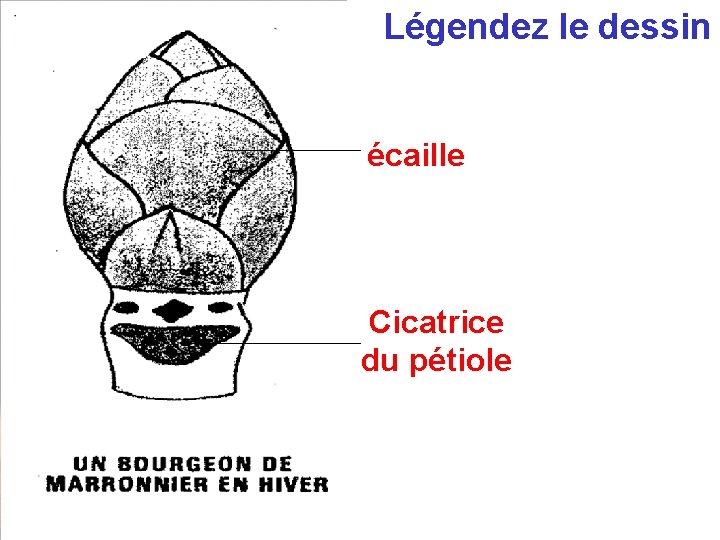 Légendez le dessin écaille Cicatrice du pétiole Légendez le dessin écaille Cicatrice du pétiole
