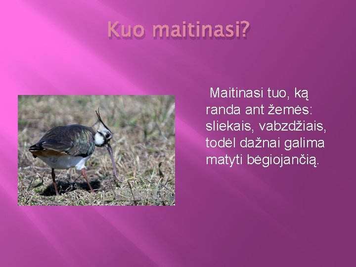 Kuo maitinasi? Maitinasi tuo, ką randa ant žemės: sliekais, vabzdžiais, todėl dažnai galima matyti