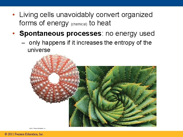  • Living cells unavoidably convert organized forms of energy (chemical) to heat •