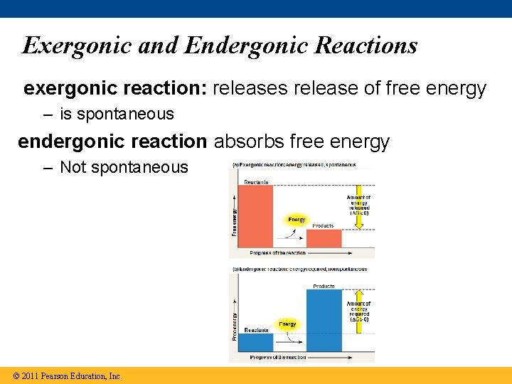 Exergonic and Endergonic Reactions exergonic reaction: releases release of free energy – is spontaneous