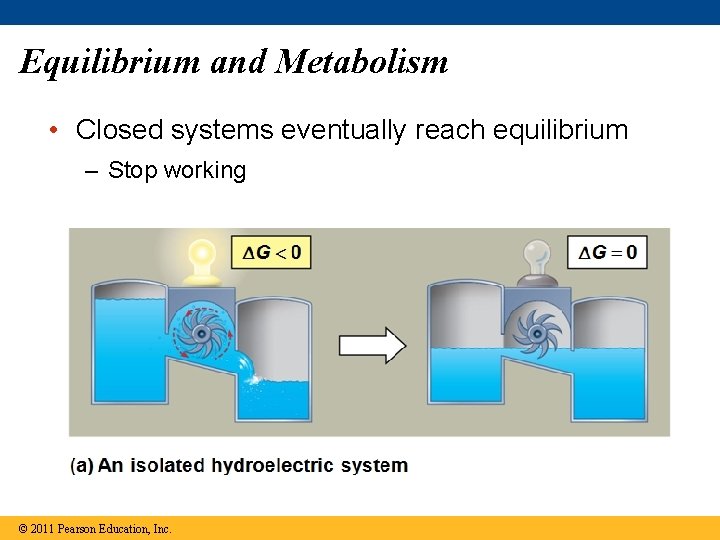 Equilibrium and Metabolism • Closed systems eventually reach equilibrium – Stop working © 2011