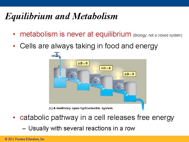 Equilibrium and Metabolism • metabolism is never at equilibrium (Biology: not a closed system)