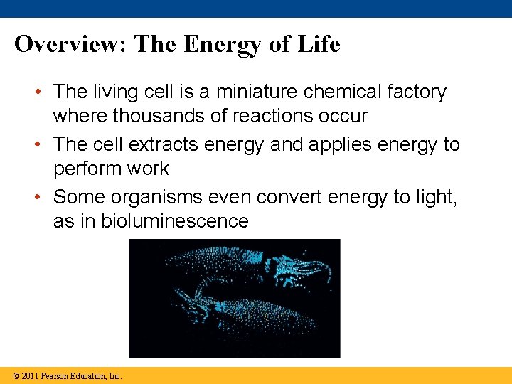 Overview: The Energy of Life • The living cell is a miniature chemical factory