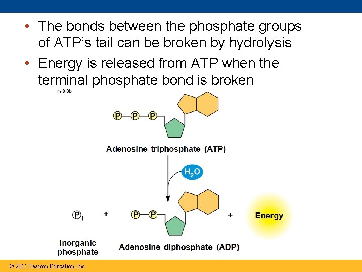  • The bonds between the phosphate groups of ATP’s tail can be broken