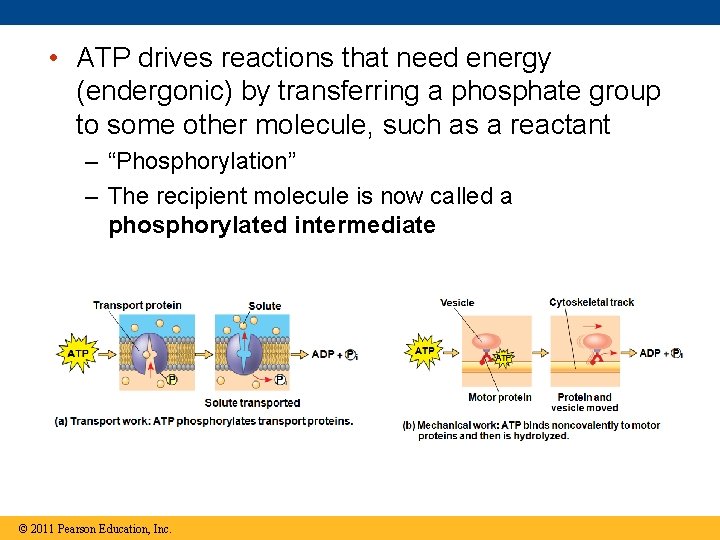  • ATP drives reactions that need energy (endergonic) by transferring a phosphate group